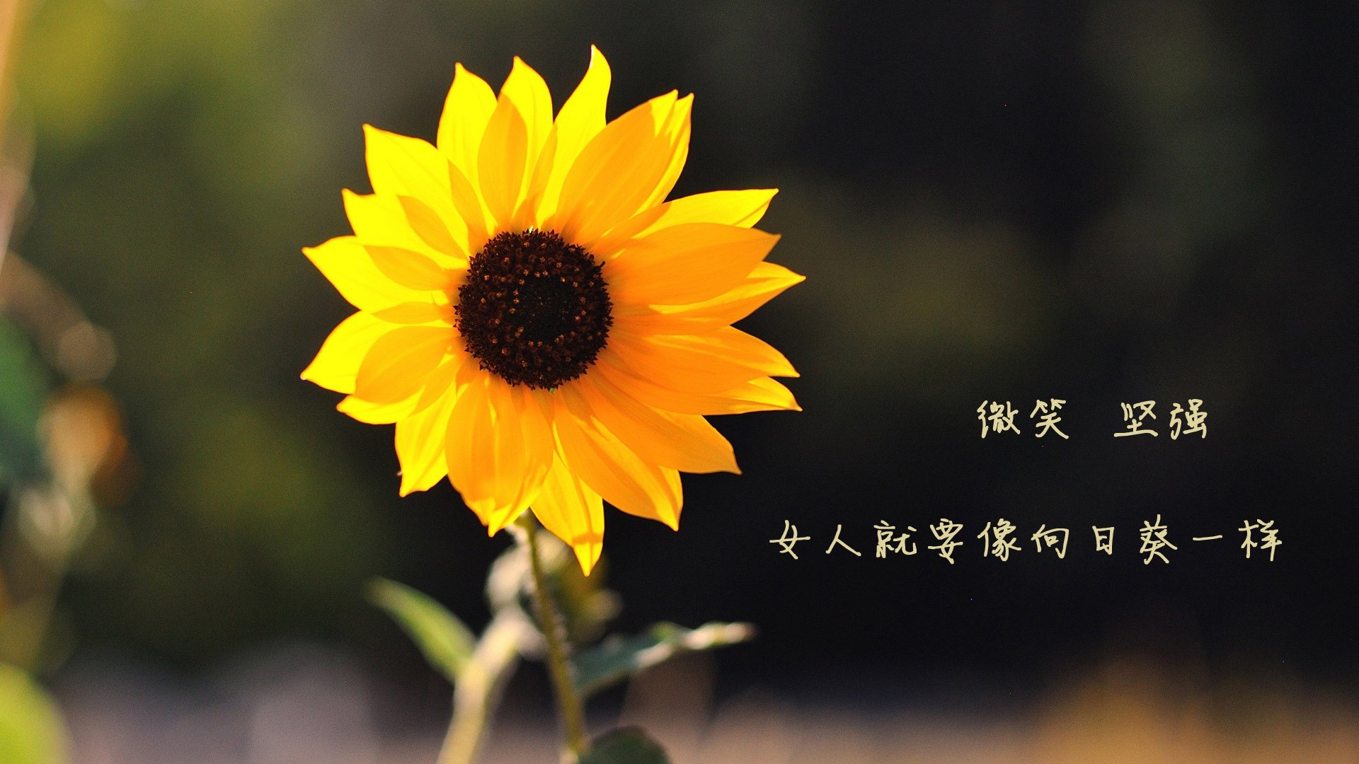 体育赛事集中展开，足球风采引人注目，体育足球赛完整视频