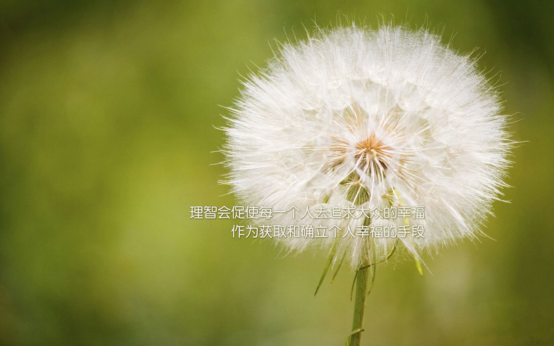 富勒姆连续不胜，降级压力日益加大，富勒姆ds