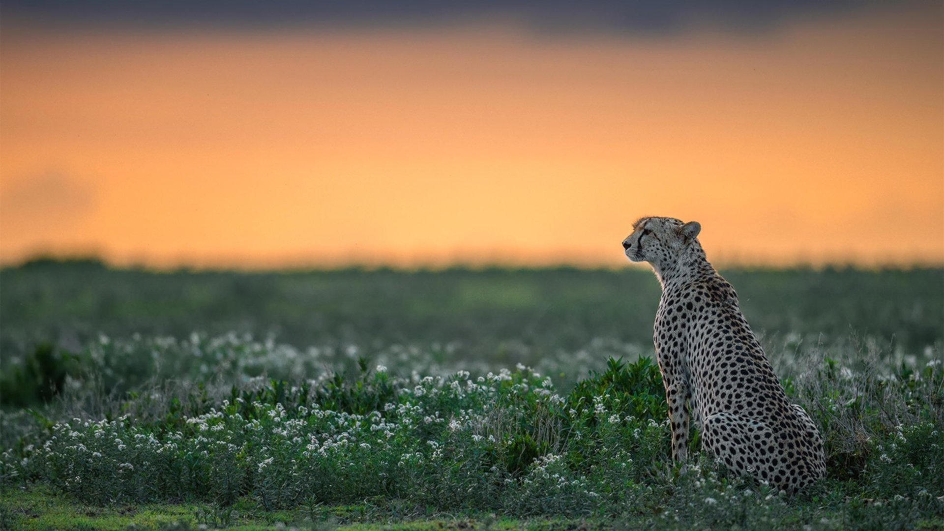 国际足联新政：对俱乐部和运动员的影响，国际足联新政_对俱乐部和运动员的影响有哪些