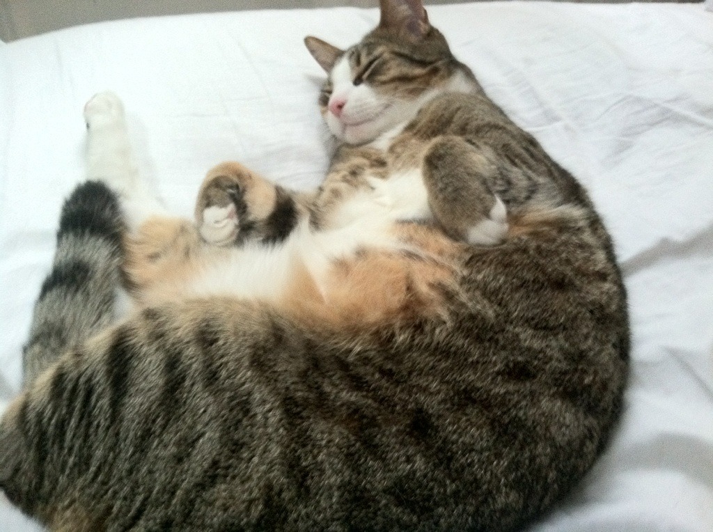 CBA球队实施科学恢复管理减少伤病率,cba恢复主客场了吗