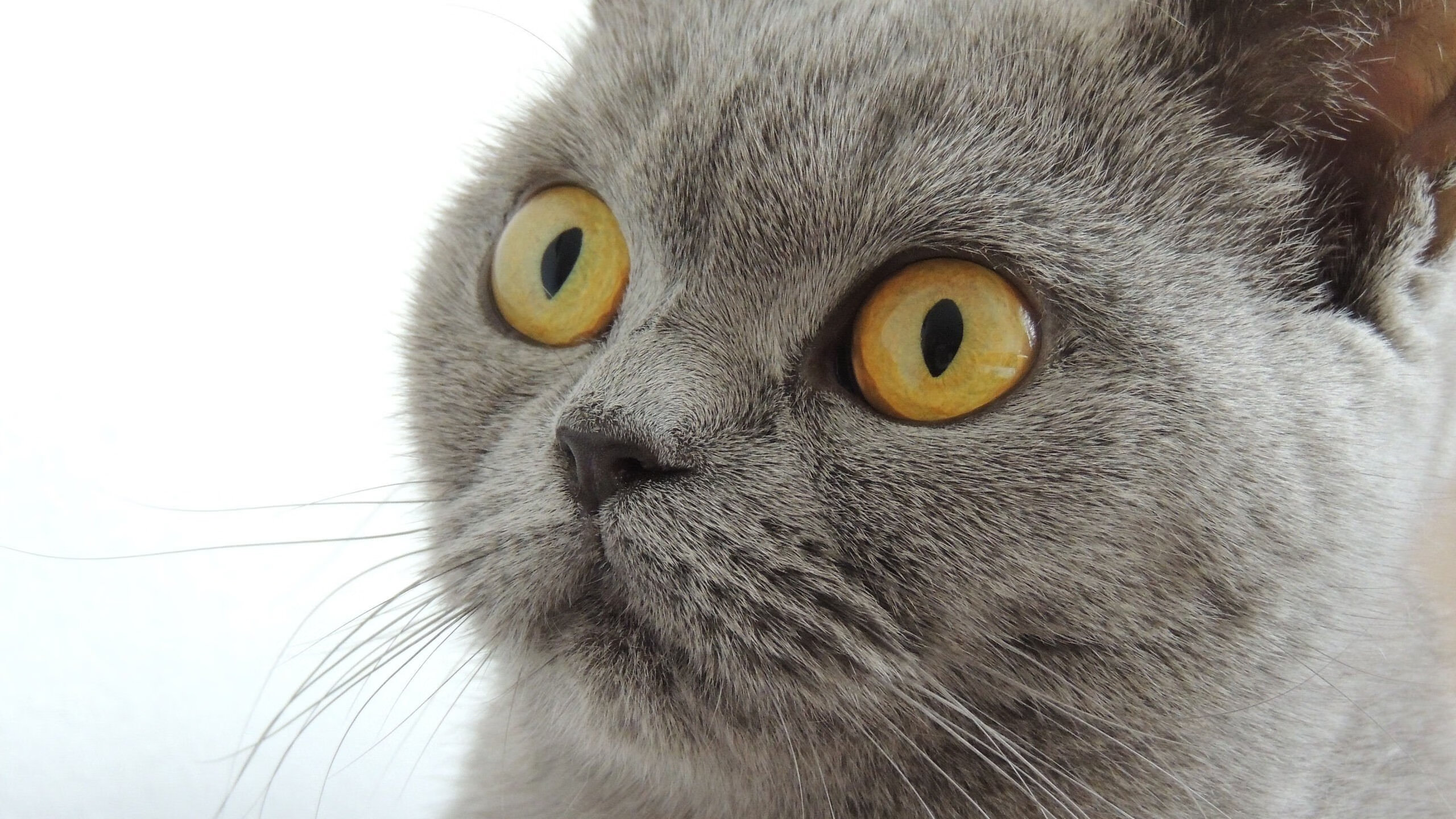 爱游戏平台体验-博卡青年主力中场体能不足，后段失势，博卡青年著名球员